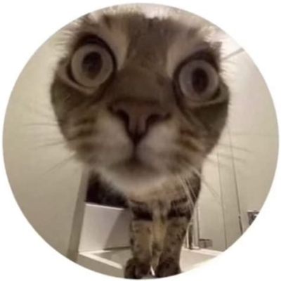 インスタ プロフィール画像 おすすめ：なぜ猫の写真が人気なのか？